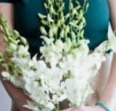 Dendrobium