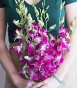 Dendrobium