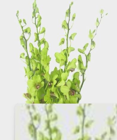 Dendrobium