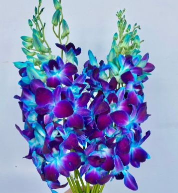 Dendrobium