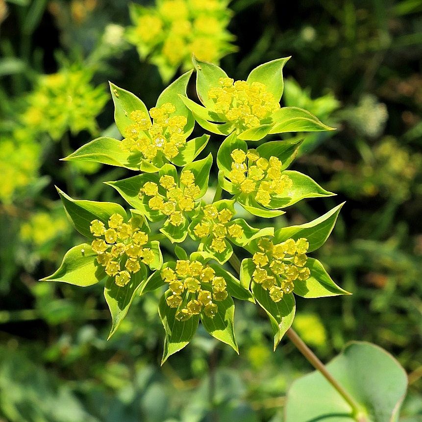 Bupleurum