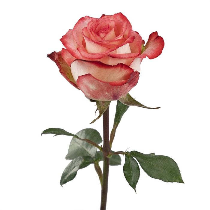 BLUSH, Sizes: 50cm