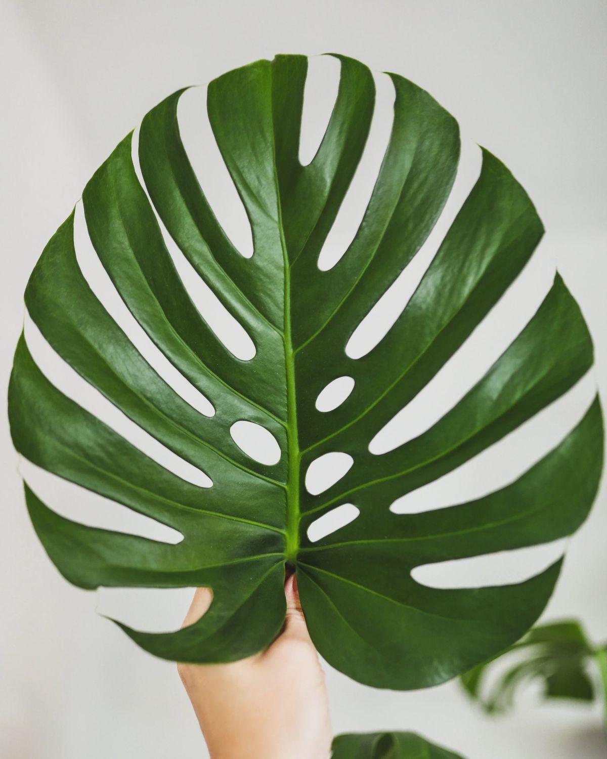monstera leaf, Size: large