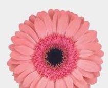 Gerbera Daisy