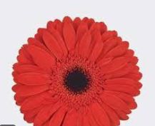 Gerbera Daisy