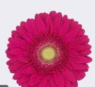 Gerbera Daisy