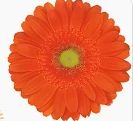 Gerbera Daisy