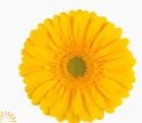 Gerbera Daisy