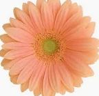 Gerbera Daisy