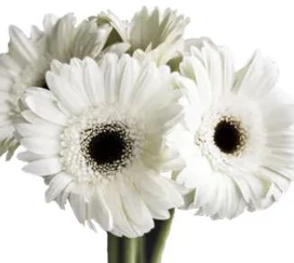 Gerbera Daisy, Colors: White