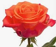 orange crush, Sizes: 40cm