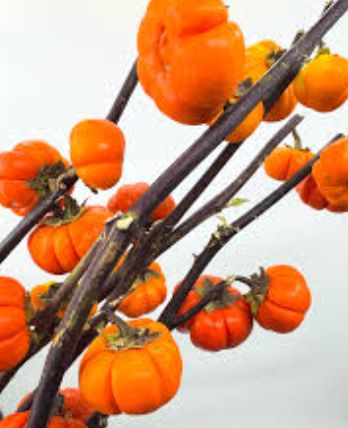 Pumpkin tree