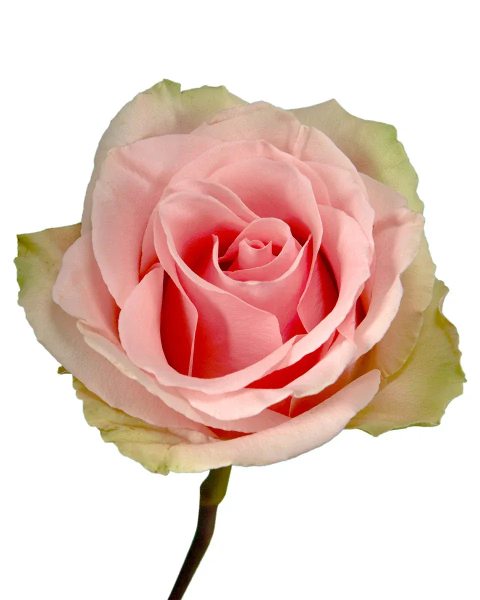 Absolute In Pink, Size: 40 cm