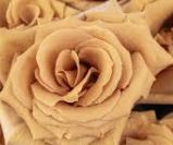Toffee, Sizes: 40cm
