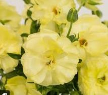 Butterfly Ranunculus