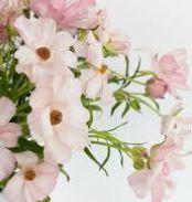 Butterfly Ranunculus, Color: Pink