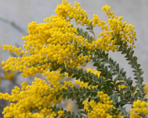 acacia yellow