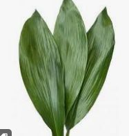 Aspidistra