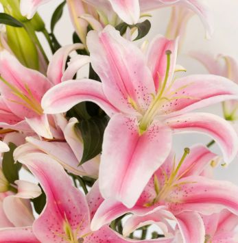 Oriental Lily