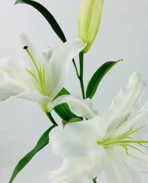 Oriental Lily, Colors: Blanca