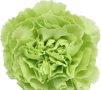 Carnation