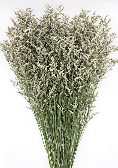Misty Limonium