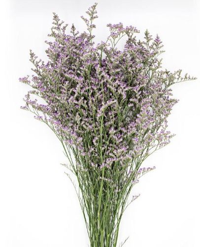 Misty Limonium