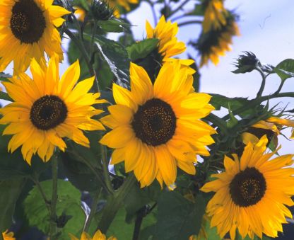 Sunflowers