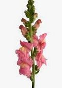 snapdragon