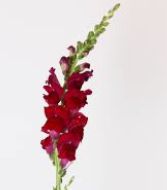 snapdragon