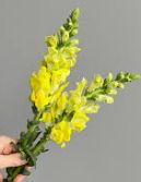 snapdragon