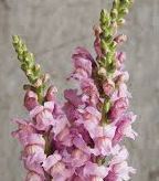 snapdragon
