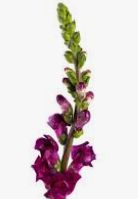 snapdragon