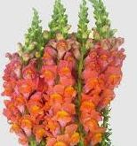 snapdragon