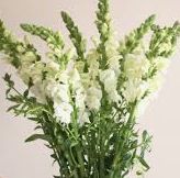 snapdragon, Colors: white