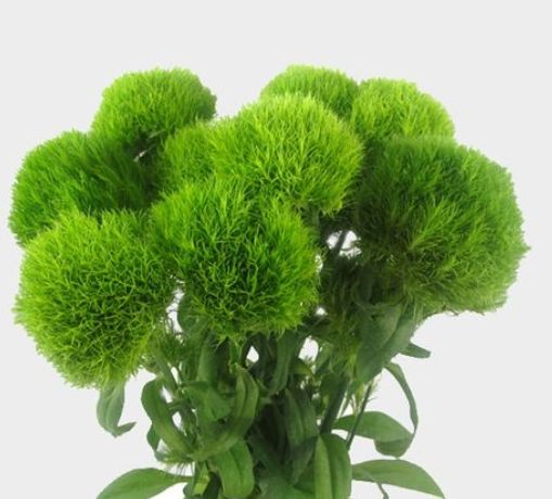 Green Ball