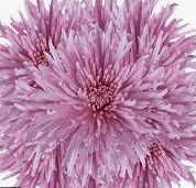 spider, Colors: lavender