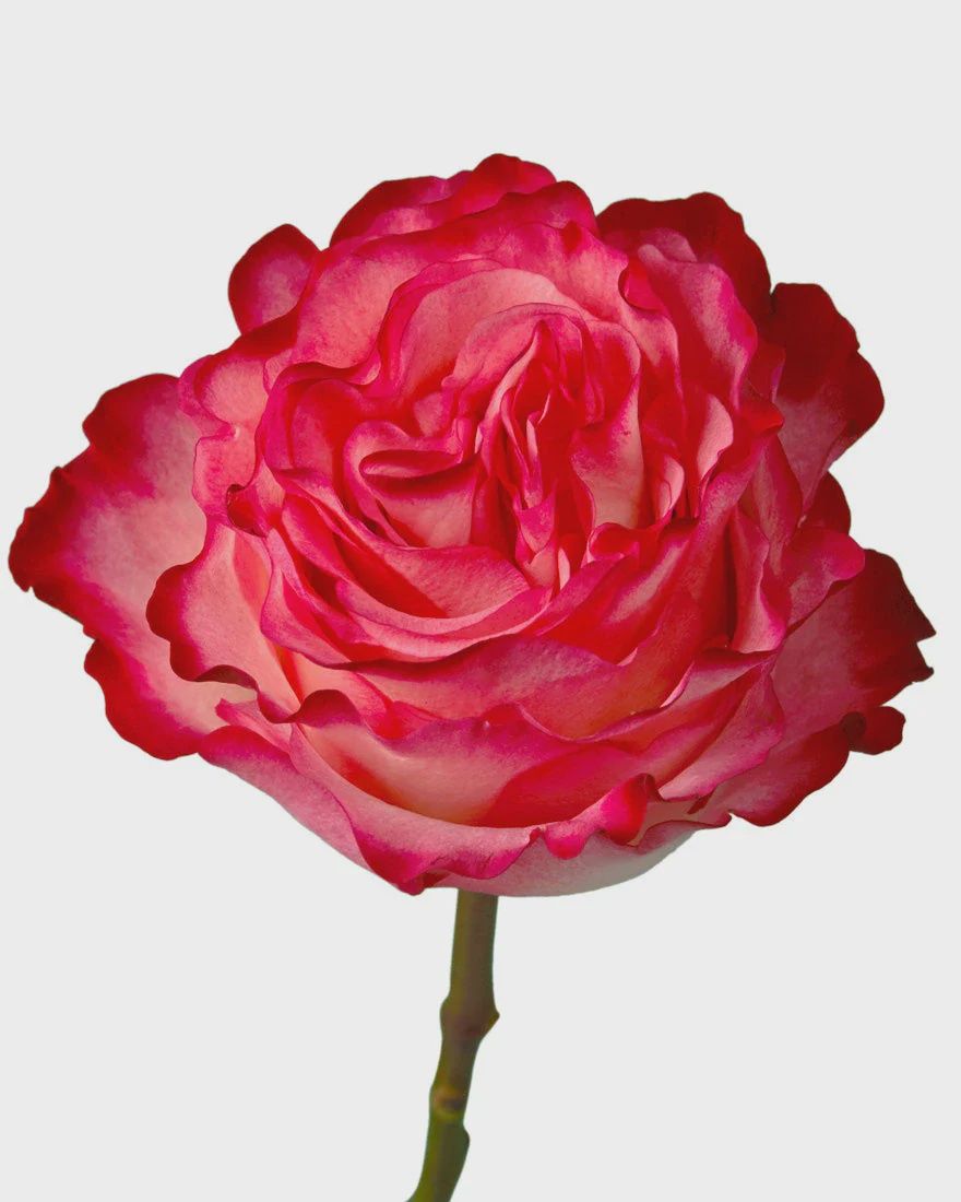 Enchantment, Size: 40cm