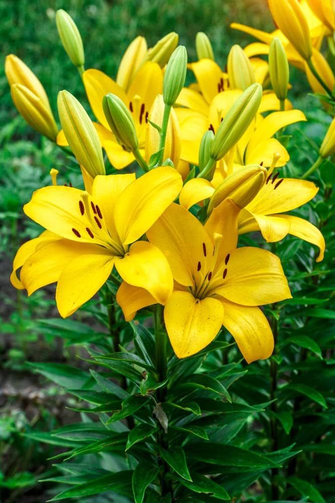 Asiatic Lily