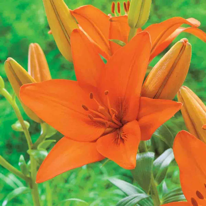 Asiatic Lily