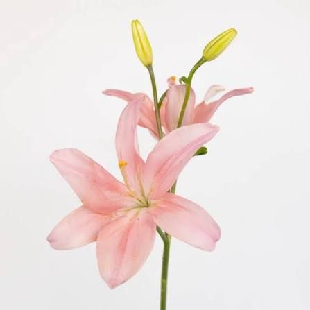 Asiatic Lily
