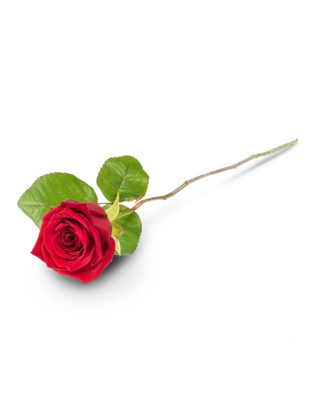 Single Rose