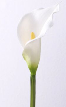 Calla Lily