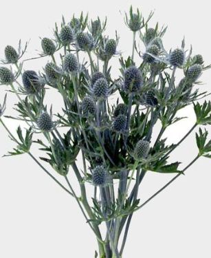 Thistle eryngium