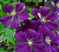 Clematis