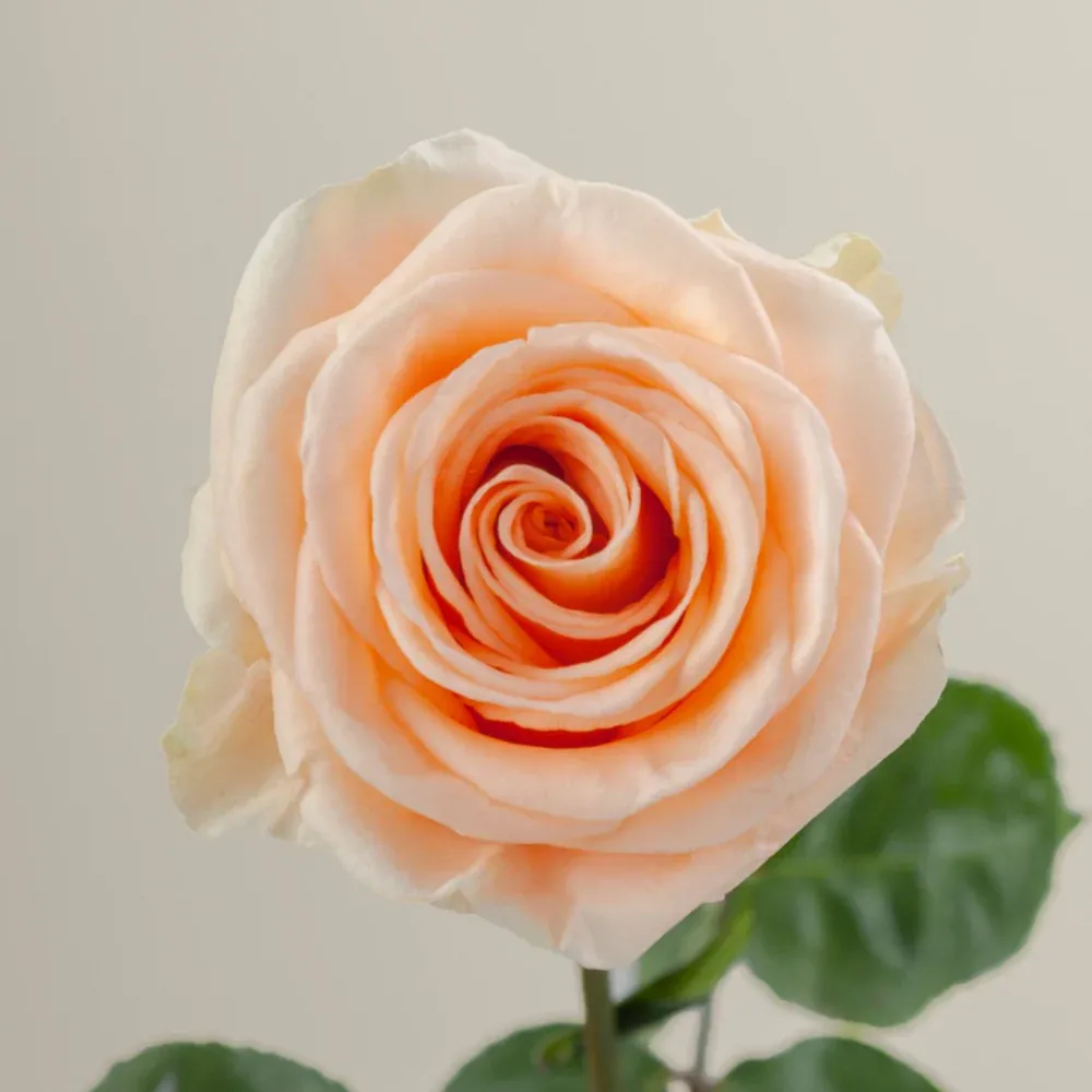 Peach wave