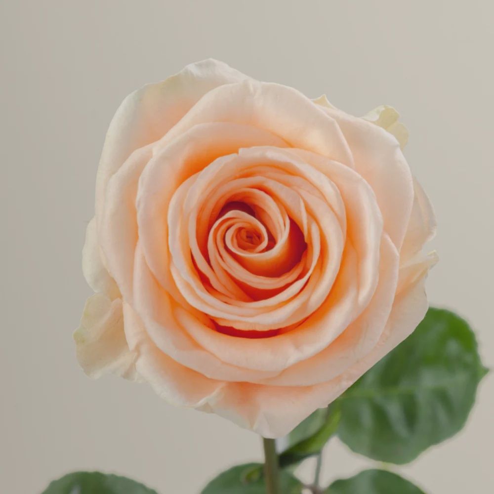 Peach wave, Sizes: 40cm