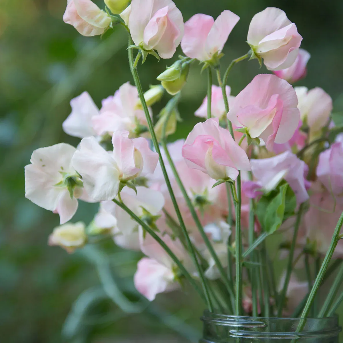 Sweet pea