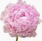 Peony