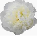 Peony, Colors: White